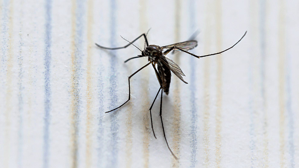 Exhorta Gabriela Govea a reforzar prevención contra el dengue