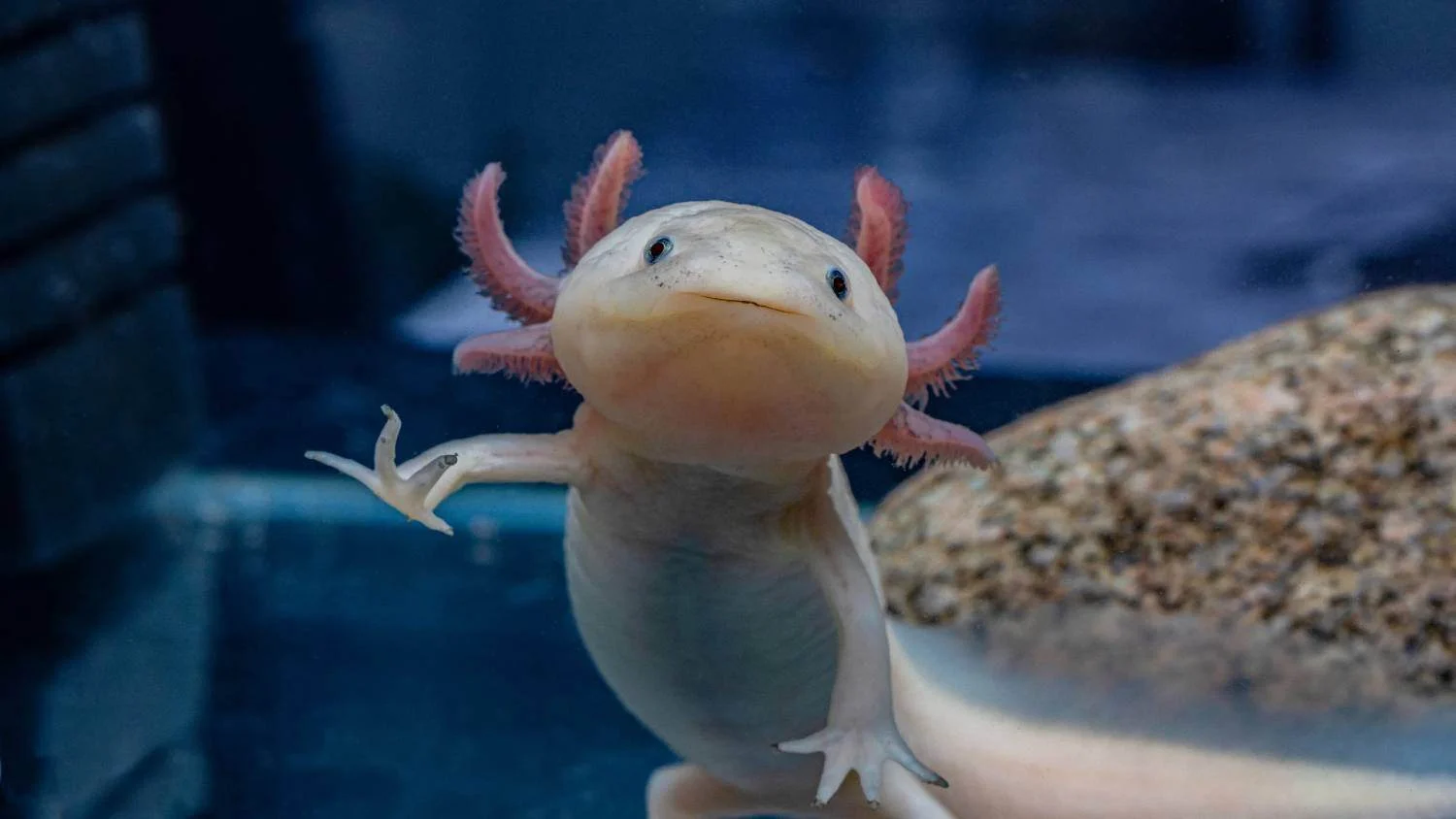 UANL lidera investigación para conservar especie endémica de ajolote