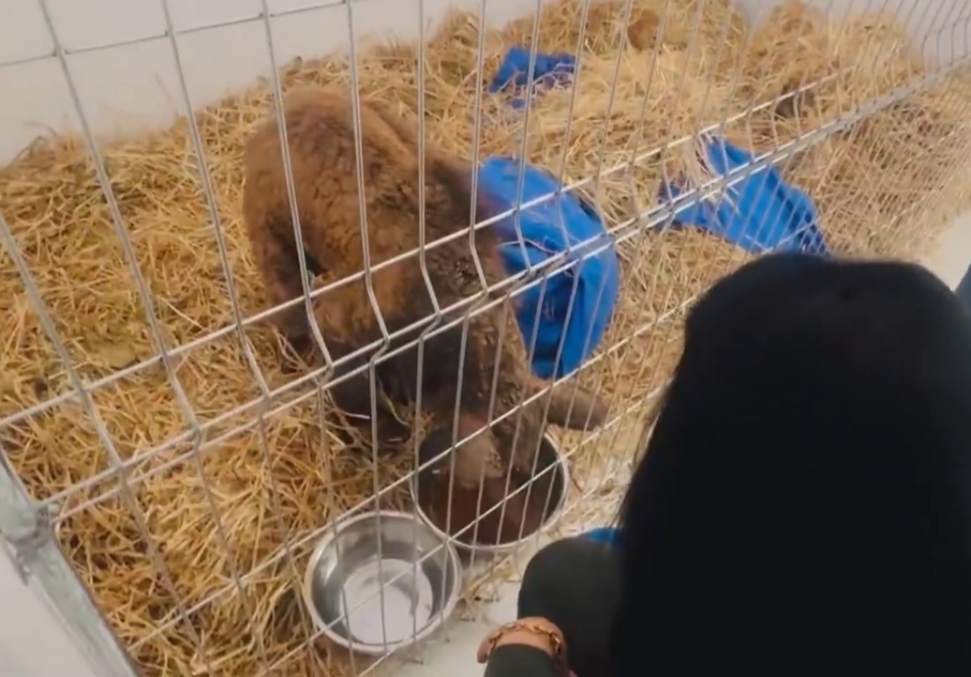 La osa Mina da sus primeros pasos tras ser rescatada: Invictus