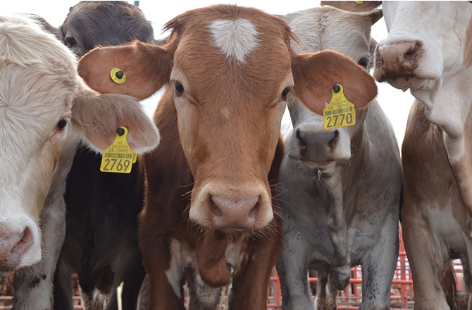 Declaran inactivos los casos de gusano barrenador en Nuevo León