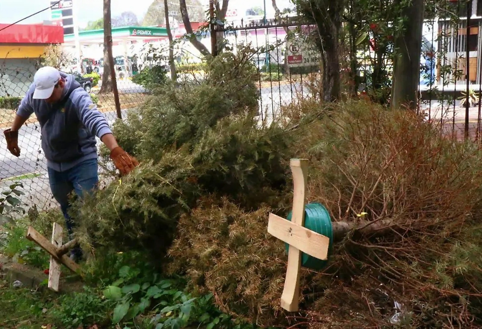Alista Guadalupe centros de acopio para pinos